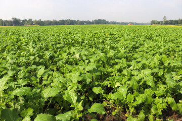 mustard and onion firm view on field