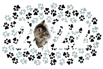 2022 year cat concept,  kitty in hole of paper and drawn number silhouettes with gray and black paw footprints, isolated on white background, new year design 