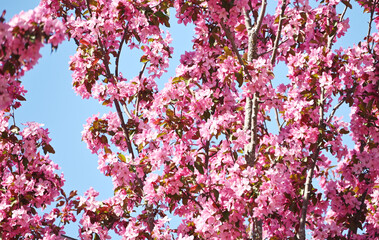 Blossoms on Tree