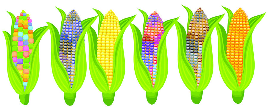 Multicoloured and yellow corn isolated on white background. Vector.