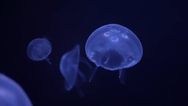 Blue and purple jellyfish propelling themselves in the black seawater - isolated close up