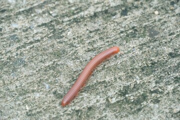 millipede on cement floor