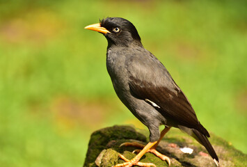 Acridotheres javanicus, The Javan myna, also known as the white vented myna, is a species of myna  and a member of the starling family.