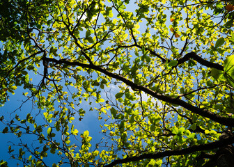 Close up of plants with leafs