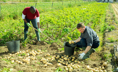 Hired workers harvest potatoes on farm plantation