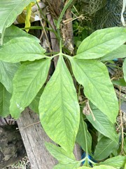 fresh green Syngonium podophyllum leaves in nature garden