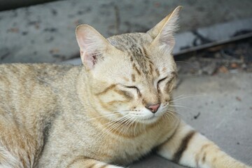 cute tabby cay in nature garden