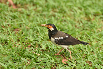 The Indian pied myna, Gracupica contra is a species of starling found in the Indonesia and usually found in small groups mainly on the plains and low foothills. Locally name is Jalak Suren.
