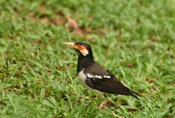 The Indian pied myna, Gracupica contra is a species of starling found in the Indonesia and usually...