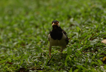 The Indian pied myna, Gracupica contra is a species of starling found in the Indonesia and usually...