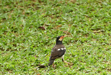 The Indian pied myna, Gracupica contra is a species of starling found in the Indonesia and usually found in small groups mainly on the plains and low foothills. Locally name is Jalak Suren.
