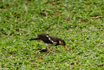 The Indian pied myna, Gracupica contra is a species of starling found in the Indonesia and usually...