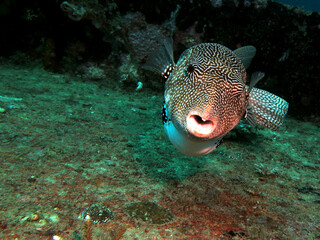 Map pufferfish on a wreck Boracay Island Philippines
