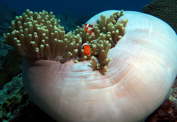 Pair of False clown anemonefish in anemone Boracay Philippines