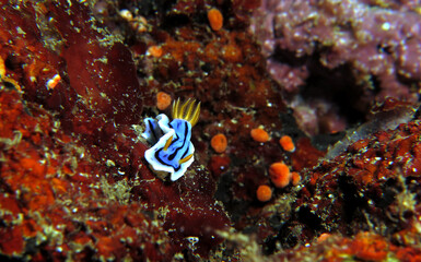 A Chromodoris Lochi nudibranch Boracay Island Philippines