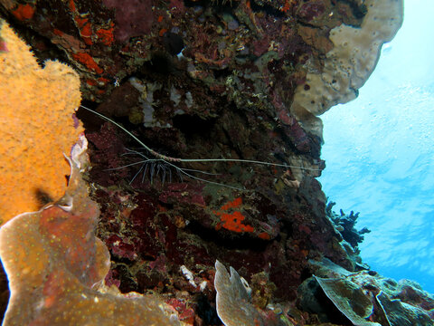 Painted Spiny Lobster on a shallow reef Boracay Island Philippines