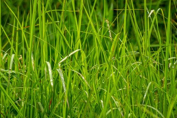 A group of grass leaves in the form of pointed blades, green in color, blurred green grass background, nature and sustainability theme