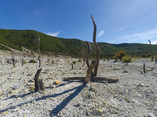 Photo of a dead forest area in the Mount Papandayan area, Indonesia