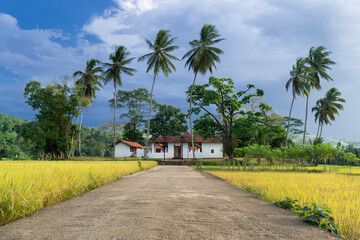 Beautiful rice fields and jungles with palm trees on natural landscape
