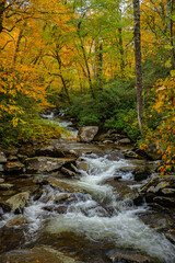 Fototapeta premium Rushing Water Flows Below Quickly Changing Fall Leaves