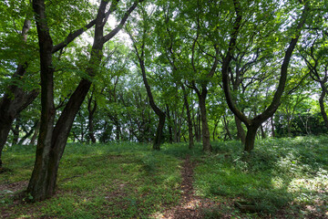 砧公園（都立砧公園・東京都世田谷区）