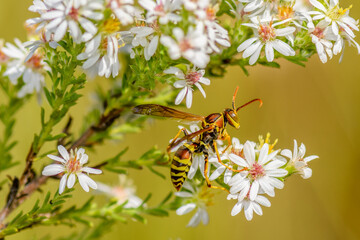 A Paper Wasp - Polistes dorsalis - on Heath Aster flowers - Symphyotrichum ericoides