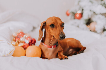 little dachshund is lying on a white sheet among tangerines near the Christmas tree. Christmas dog....