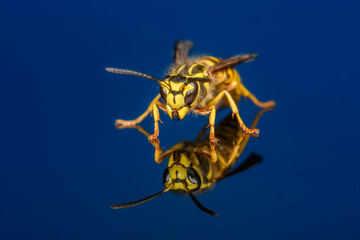 Vespula squamosa, the southern yellowjacket