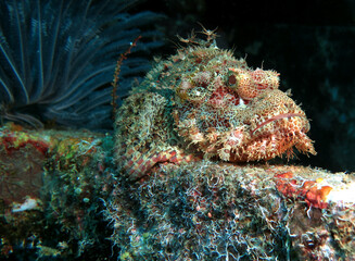 Fototapeta na wymiar A Bearded Scorpionfish camouflaged on a wreck Boracay Island Philippines