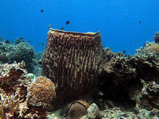 A giant barrel sponge in Boracay Island Philippines