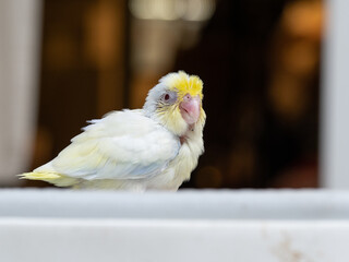 Selective focus of forpus parrotlet bird follow pie dilute cobalt turquoise color