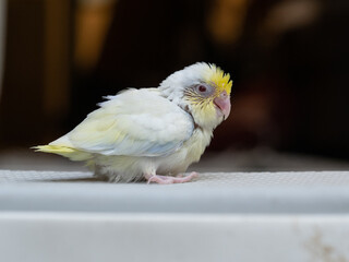 Selective focus of forpus parrotlet bird follow pie dilute cobalt turquoise color