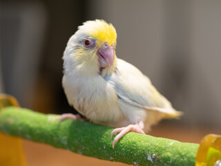 Selective focus of forpus parrotlet bird follow pie dilute cobalt turquoise color