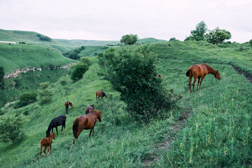 Naklejka na ściany i meble herd of horses in the field green grass animals landscape