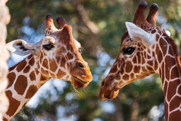 Defocused background of Masai family giraffes eat dry hay. Selective focus of Giraffa...
