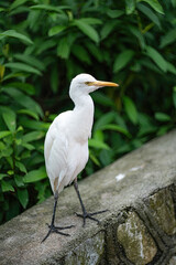 Cattle egret, a bird known to pick ticks and flies from cow's back, in captivity. Blurred background