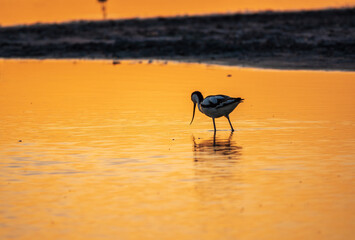 Water bird pied avocet, Recurvirostra avosetta, standing in the water in orange sunset light. The...