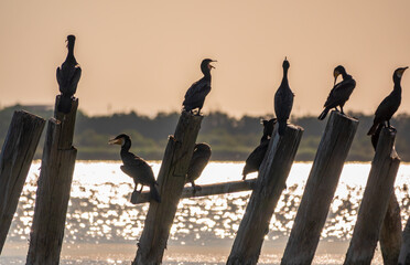 A flock of cormorants sits on a old sea pier in orange sunset light