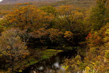 Obraz premium 紅葉のグダリ沼