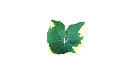 Spotted leaf isolated on white background with clipping path.