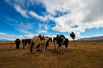saddled horses ready for travel, blue sky