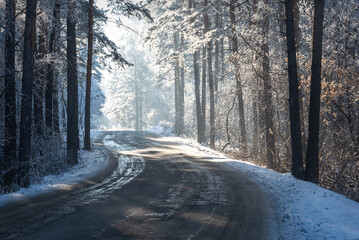 road forest snow frost sunlight winter