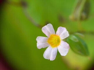 Closeup of wild flower