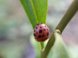Closeup of ladybug on green leaf