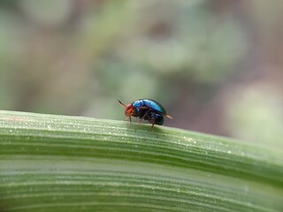 Closeup of ladybug on green leaf