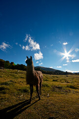 llama, alpaca Andean landscape, ecuadorian blue sky