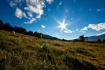 llama, alpaca Andean landscape, ecuadorian blue sky © Carlos