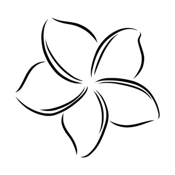 Frangipani or plumeria exotic summer flower. Engraved frangipani isolated in white background. Outline vector illustration