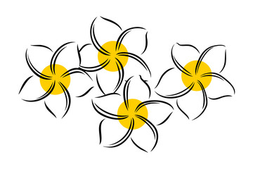 Frangipani or plumeria exotic summer flower. Engraved frangipani isolated in white background. Outline vector illustration