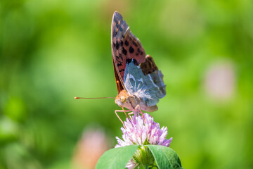 The dark green fritillary butterfly collects nectar on flower. Speyeria aglaja is a species of butterfly in the family Nymphalidae.